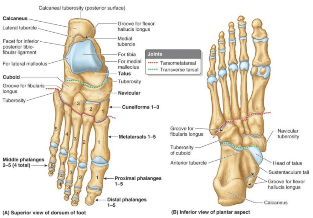 bone and joint diagram of human foot